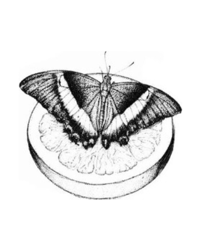 Citrus Moth — wolny wzór tatuażu