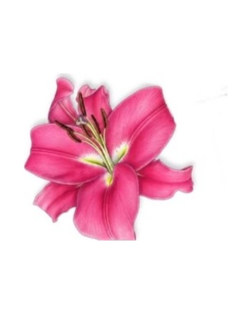 Pink Lily — wolny wzór tatuażu
